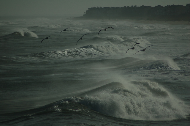 pelicans flying over waves' spray